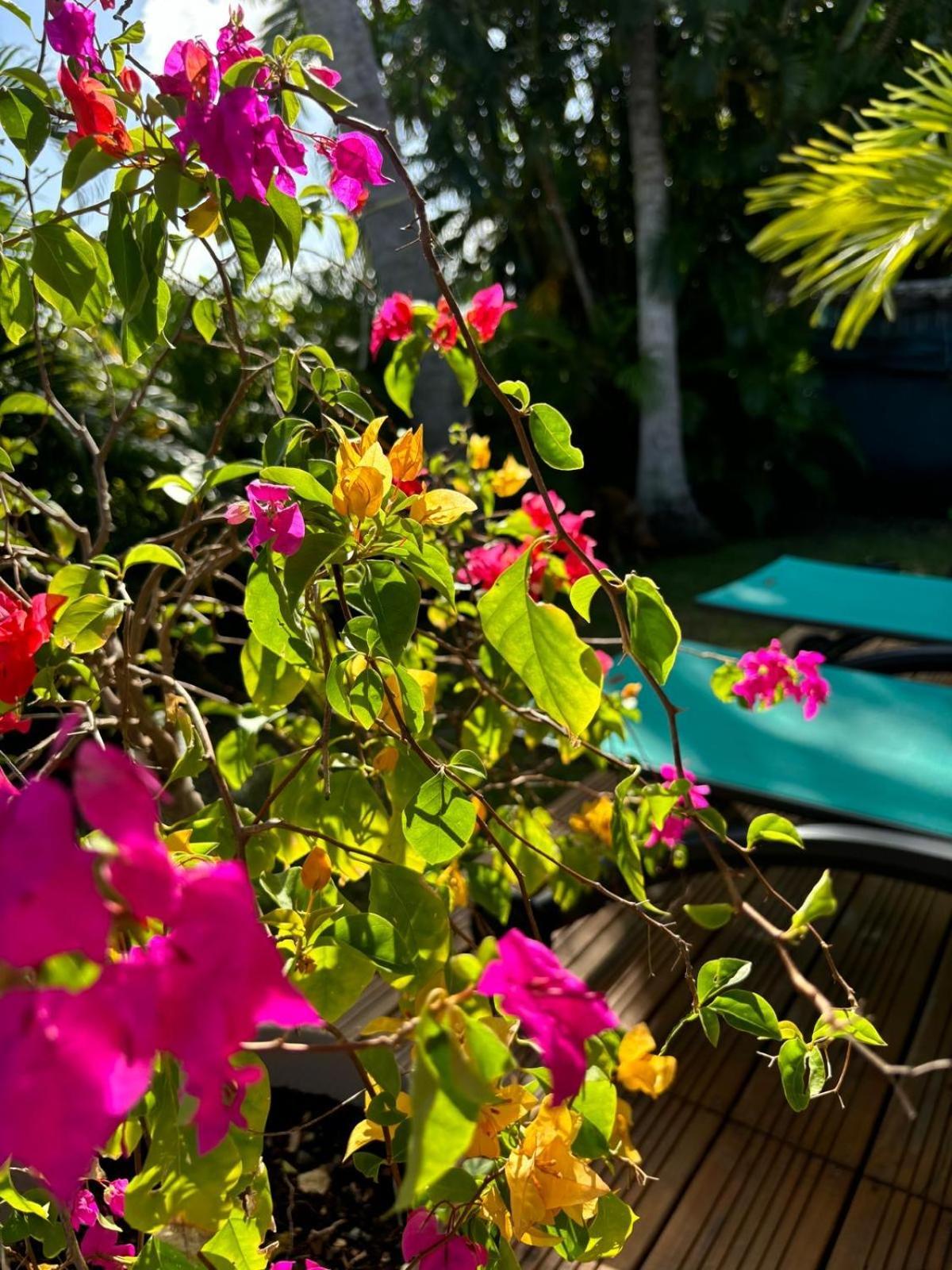 Le Petit Havre Tropical Guadeloupe, Gite, Massages & Spa Saint-Francois  Dış mekan fotoğraf