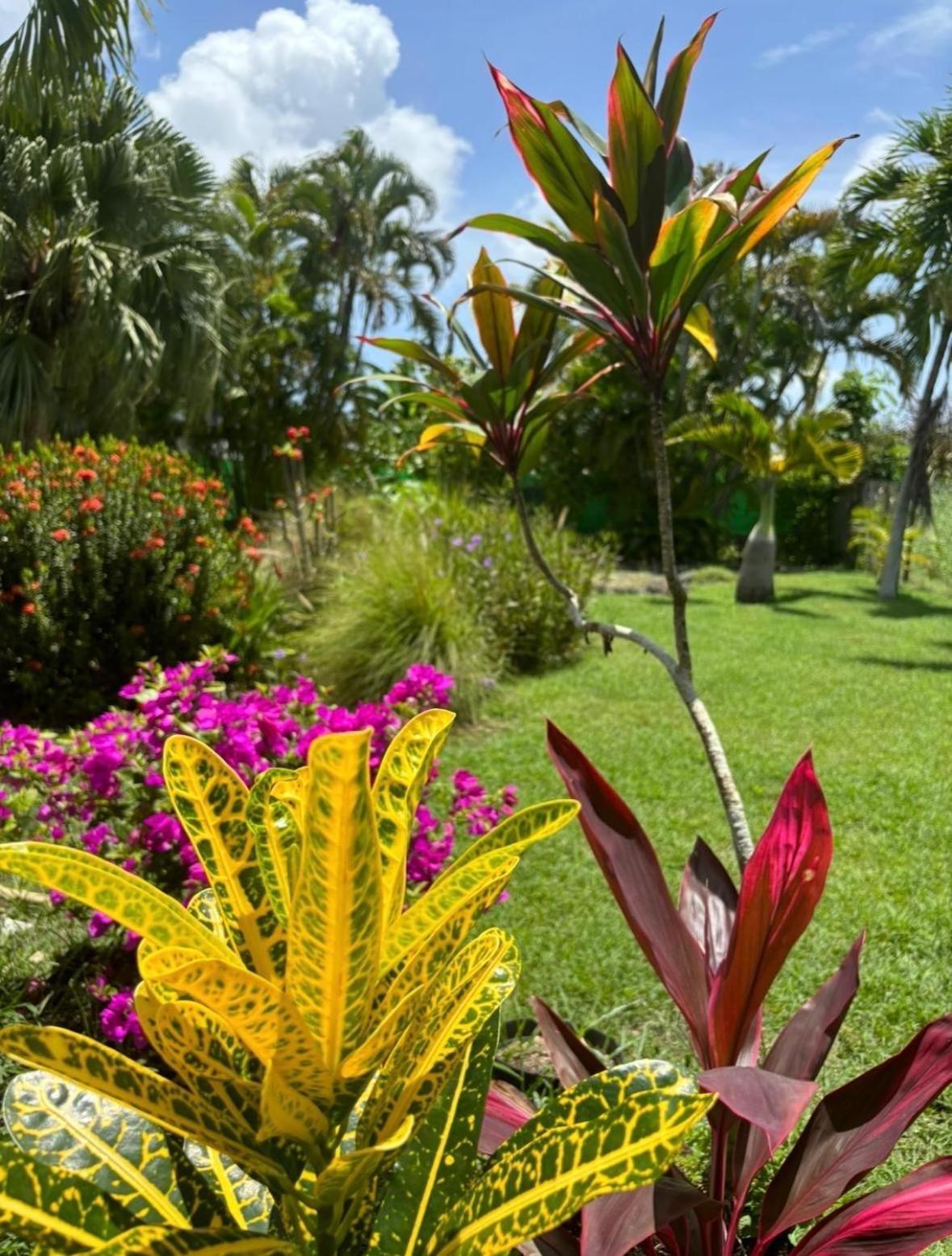 Le Petit Havre Tropical Guadeloupe, Gite, Massages & Spa Saint-Francois  Dış mekan fotoğraf