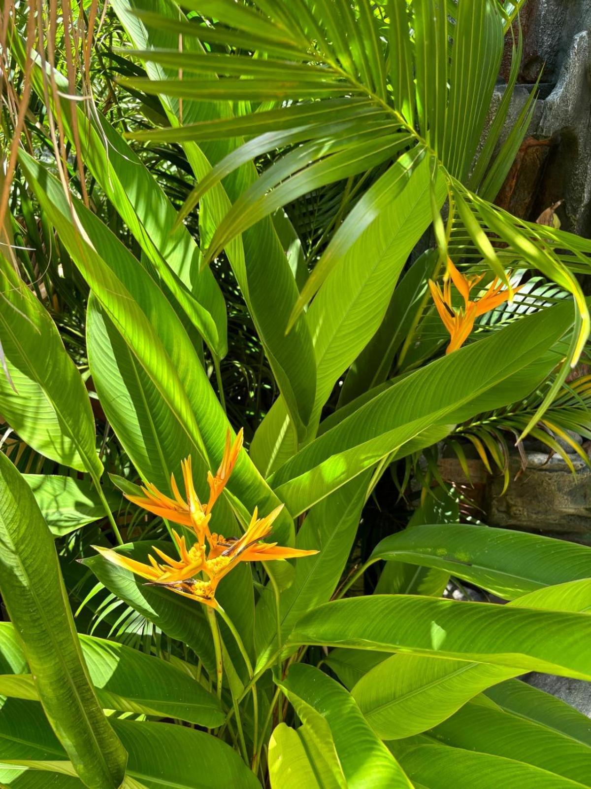 Le Petit Havre Tropical Guadeloupe, Gite, Massages & Spa Saint-Francois  Dış mekan fotoğraf