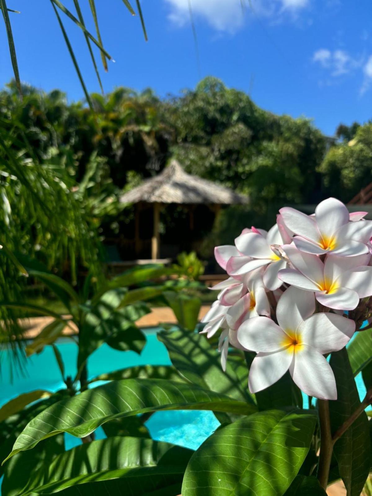 Le Petit Havre Tropical Guadeloupe, Gite, Massages & Spa Saint-Francois  Dış mekan fotoğraf